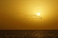 The sea, the bird's flight against a decline Royalty Free Stock Photo