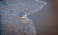 A Sea bird in the surf at early morning looking for a meal Royalty Free Stock Photo