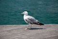 Sea bird seagull Royalty Free Stock Photo