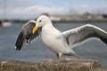 Sea bird seagull Royalty Free Stock Photo