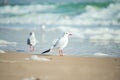 sea bird seagull on the beach Royalty Free Stock Photo