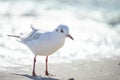 sea bird seagull on the beach Royalty Free Stock Photo