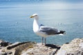 Sea bird seagull Standing. Royalty Free Stock Photo