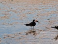 Sea bird in shallow sea Royalty Free Stock Photo
