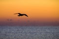 Sea Bird Soaring above the Ocean and Silhouetted Against the Sunrise Royalty Free Stock Photo