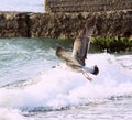 Sea bird under the waves Royalty Free Stock Photo