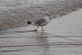 Sea Bird wading at the shore Royalty Free Stock Photo