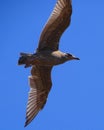 Sea bird, young Herring Gull Royalty Free Stock Photo