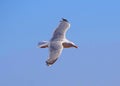 Sea bird, young Herring Gull Royalty Free Stock Photo