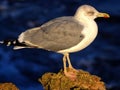 Sea bird, young Herring Gull Royalty Free Stock Photo