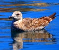 Sea bird, young Herring Gull Royalty Free Stock Photo