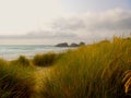 Sea birds above sand dune grass Royalty Free Stock Photo