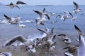 Sea birds commotion