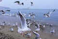 Sea birds commotion