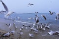 Sea birds commotion