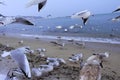 Sea birds commotion