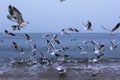 Sea birds commotion