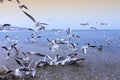 Sea birds commotion