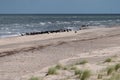 Sea birds on Darsser Ort Royalty Free Stock Photo