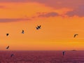 Sea birds fly past against a spectacular sunset near Storms River, Tsitsikamma, South Africa Royalty Free Stock Photo