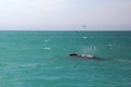 Sea birds flying above a Southern right whale in South Africa