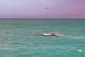 Sea birds flying above a Southern right whale in South Africa