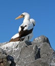 Sea Birds of Galapagos