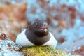 Little auk special subspecies