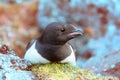 Little auk special subspecies