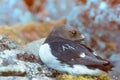 Little auk special subspecies