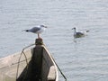 Seagull birds, Lithuania
