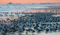 Sea Birds Massing on Beach Royalty Free Stock Photo