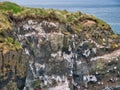 Sea birds nesting on white, guano stained rock perches on coastal cliffs.