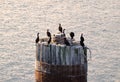 Sea Birds on a piling Royalty Free Stock Photo