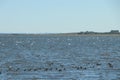 Sea birds resting on the calm waters of the lagoon