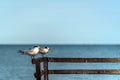 Sea birds resting on a wooden pear, copy space