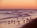 Sea birds at Sunset