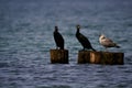 3 sea birds at baltic sea