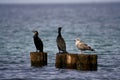 3 sea birds sitting