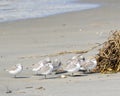 Sea Birds on Sullivans Island