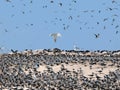 Sea birds at their nesting place on the island of Layang Layang Royalty Free Stock Photo