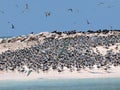 Sea birds at their nesting place on the island of Layang Layang Royalty Free Stock Photo