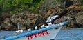 Sea birds on Tobago.