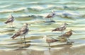 Sea birds watercolor landscape Royalty Free Stock Photo