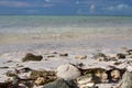 Sea Biscuit on a Bahama Beach