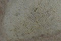 Brain coral pattern, white with white ridges, in Aruba