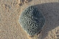 Brain coral on sand in Aruba Royalty Free Stock Photo