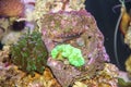 Sea blenny fish Royalty Free Stock Photo