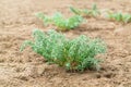 Sea Blite Suaeda maritima is green strub on beach Royalty Free Stock Photo