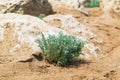 Sea Blite Suaeda maritima is green strub on beach Royalty Free Stock Photo